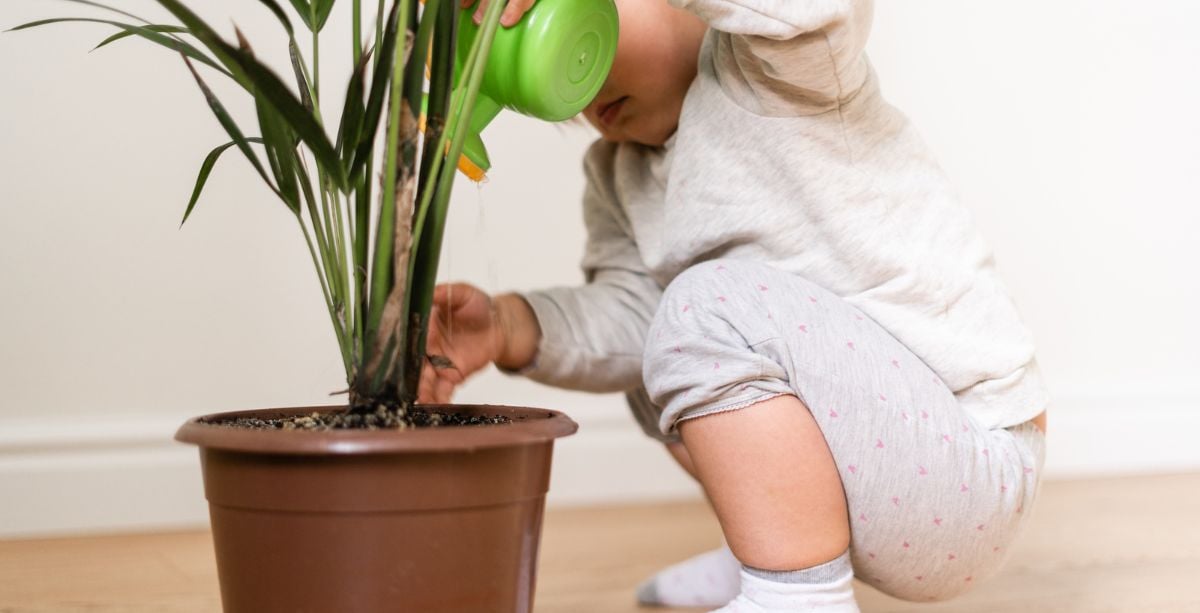 young child watering plant in pot
