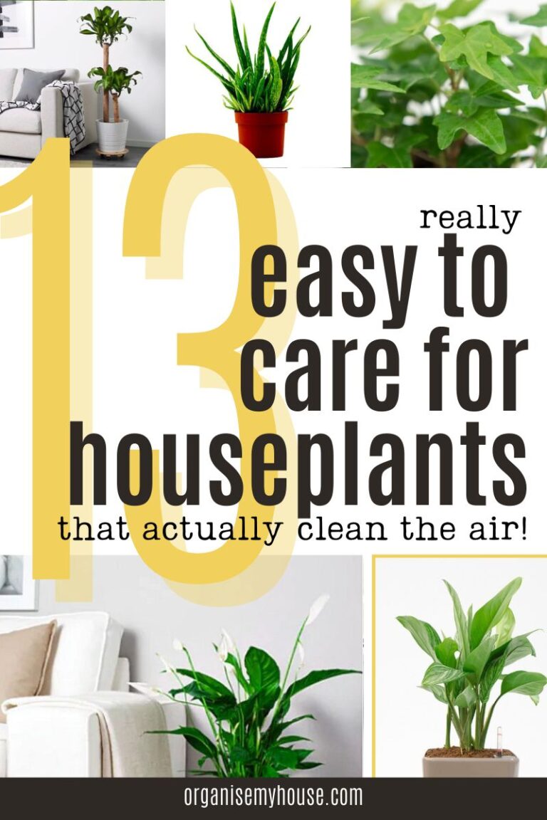 13 Easy To Care For Houseplants That Clean The Air At Home