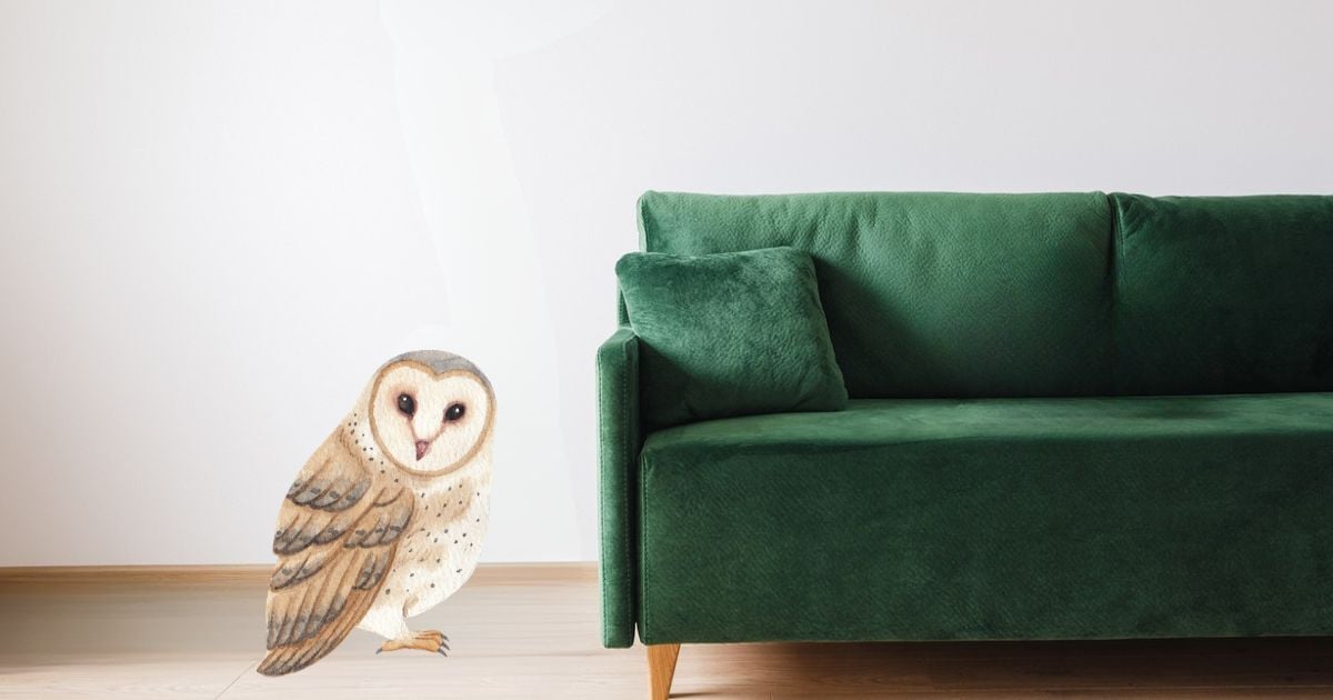 Owl next to a green sofa