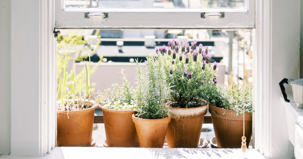 Windowsill full of terracotta pots with herbs and plants in